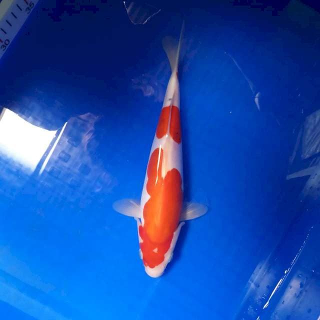 Sanke 28 cm