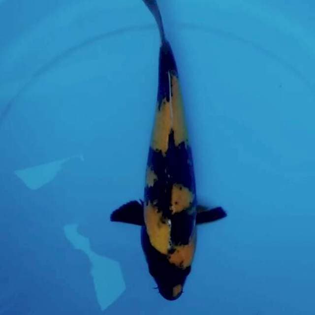 Utsuri 26cm