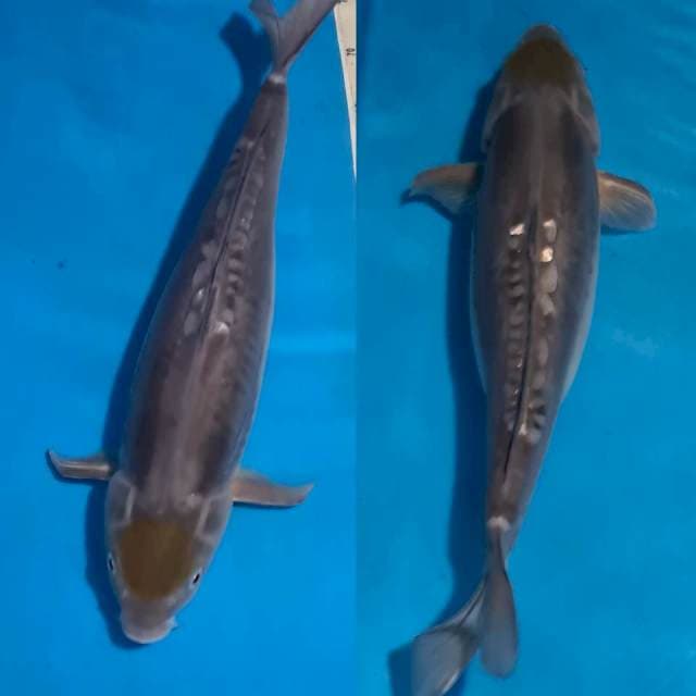 T. Ochiba 45bu