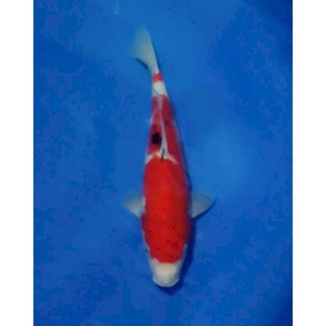 HQ Sanke 32cm Female