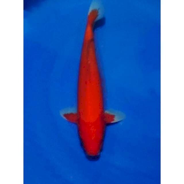 HQ Aka Hajiro Super Red 40cm (M) 
