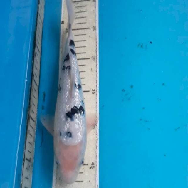 Bekko Ginrin 26 cm
