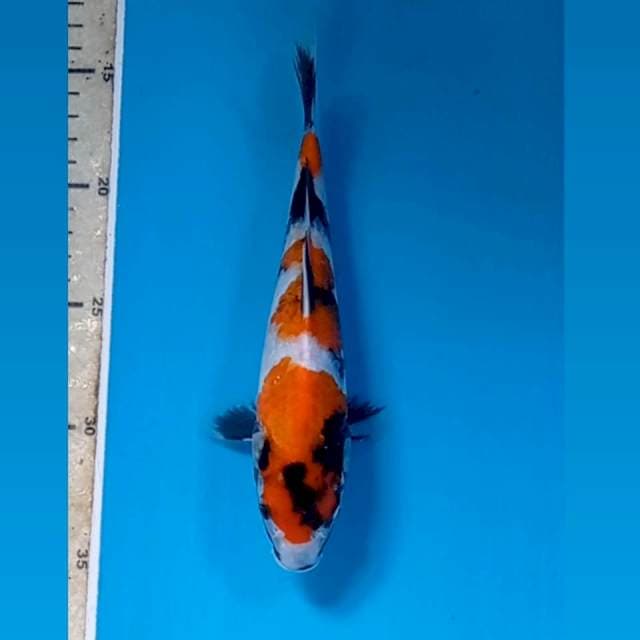 Showa, 21 cm