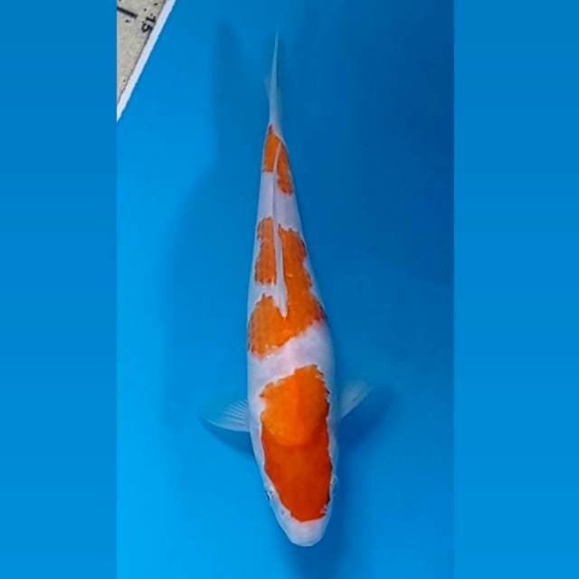 Kohaku, 20 cm