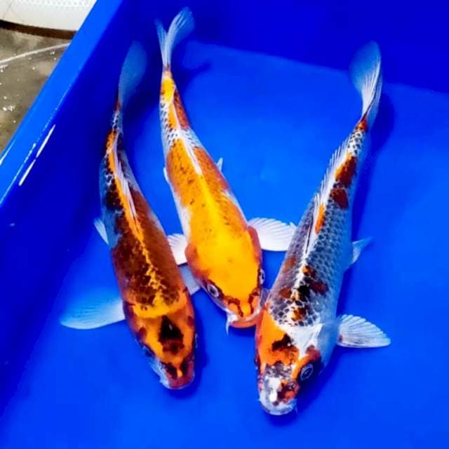 Paket kujaku 27_29cm