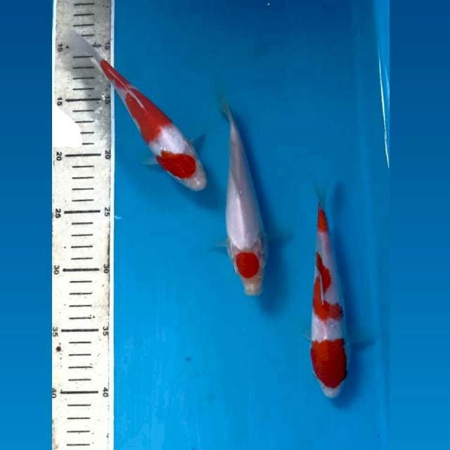 Paket kohaku, tanco, 18 cm