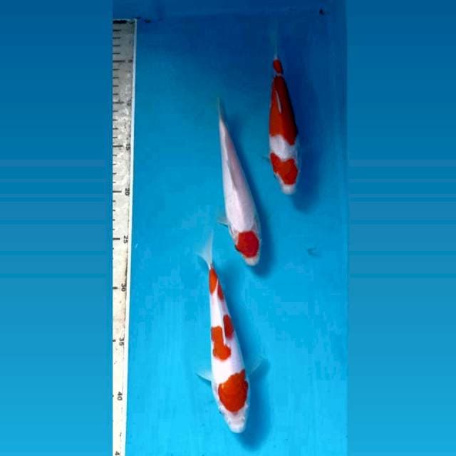 Paket kohaku, tanco, 18cm