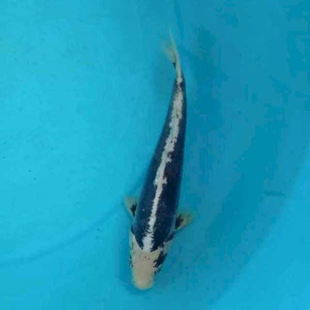 Kumon 25 cm