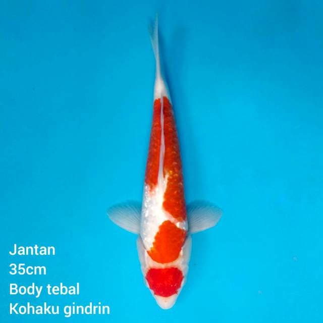 35cm, maruten kohaku gindrin jantan