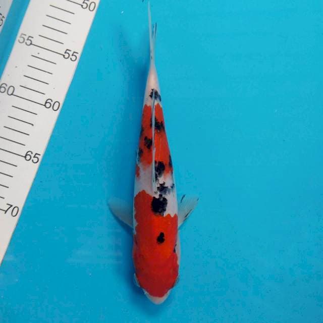 Thaiso sanke 25cm 