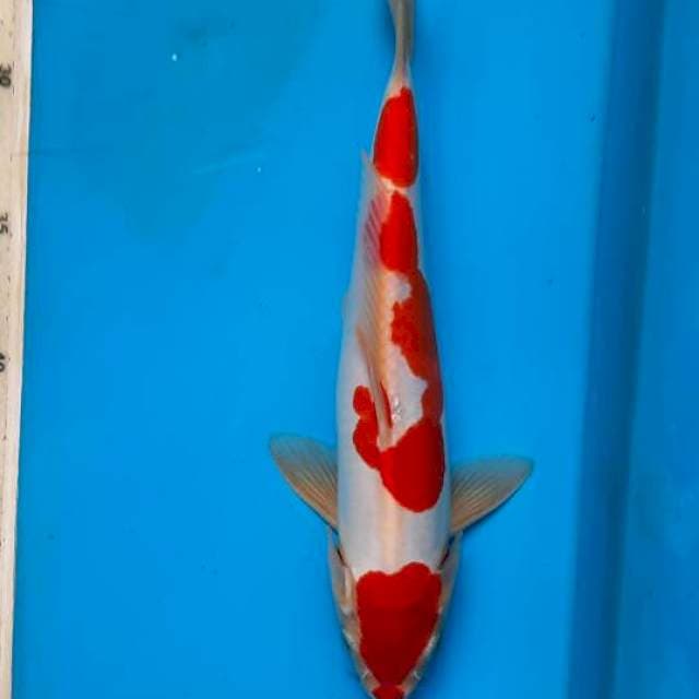 Kuhaku doit 28cm