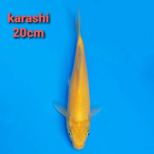 F1 marusei karashi 20cm