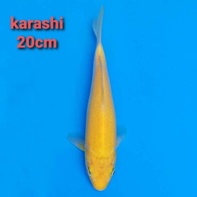 F1 marusei karashi 20cm