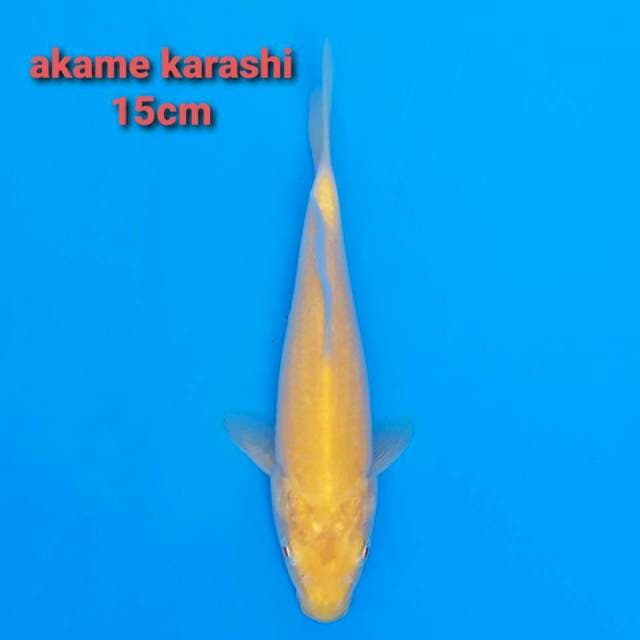 F1 marusei akame 15cm