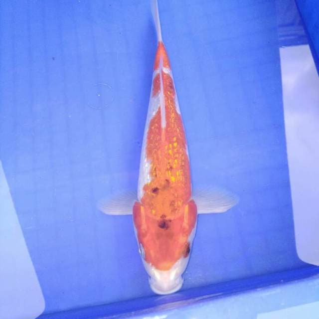 Goshikirin