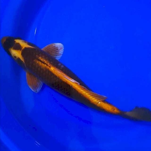 KABUTO STRONG 37CM