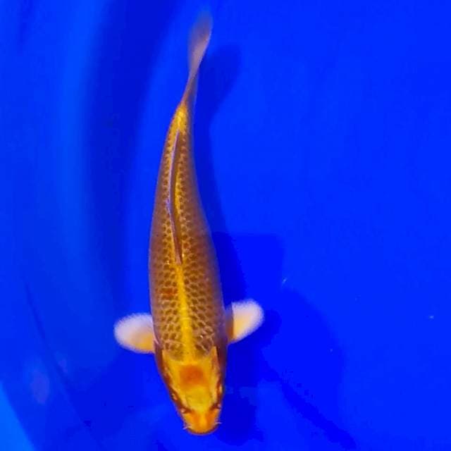 KIN MATSUBA 23CM