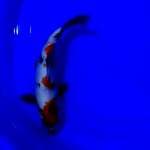 KINDAI SHOWA KUCIBENI 28CM