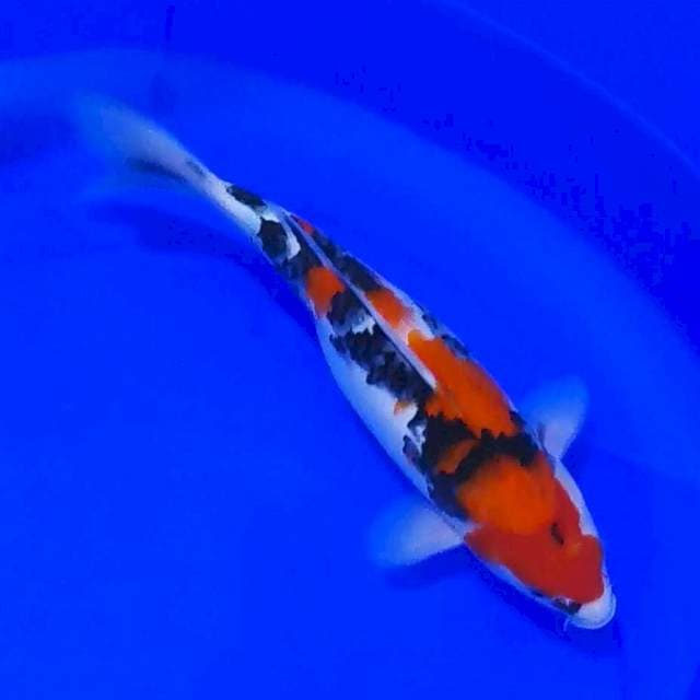 KINDAI SHOWA 30CM...👍🏻👍🏻👍🏻