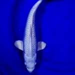 Platinum Super White 38cm Ring Mantabbb..👍🏻