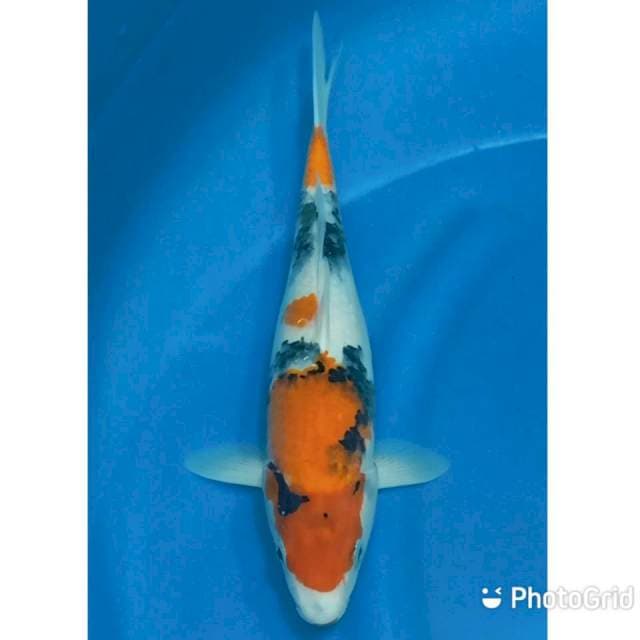 Showa 35cm