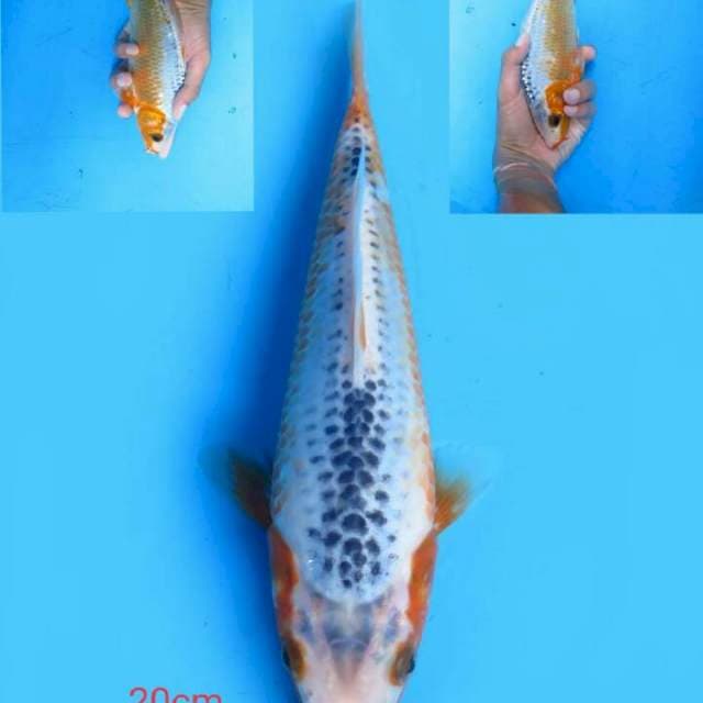 Asagi 20 cm