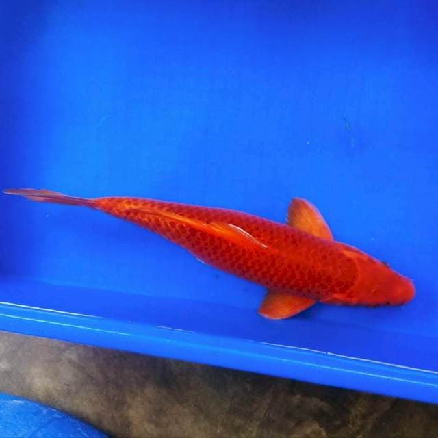 Washabikoi male 45bu