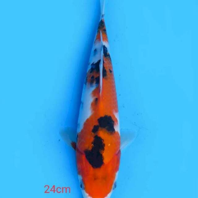 Sanke 24 cm
