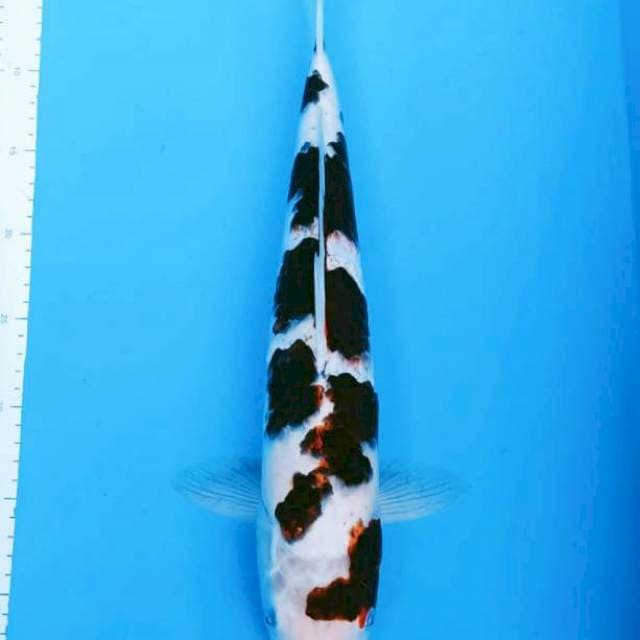 Goromo 45cm