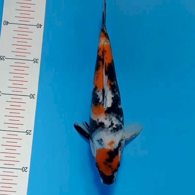 Showa maruten ori 26cm
