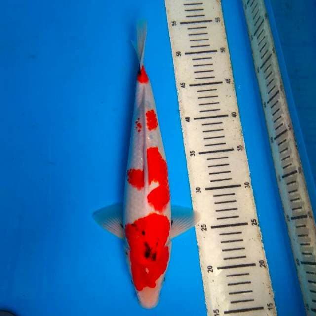 Showa 35cm