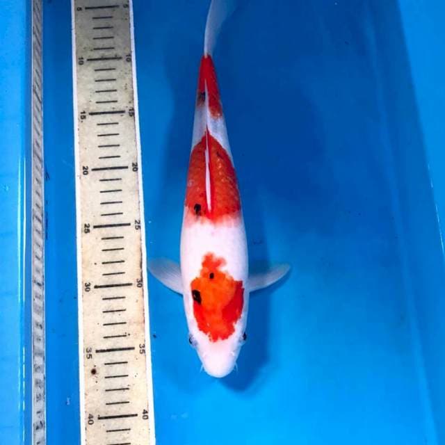 Sanke, 33 cm