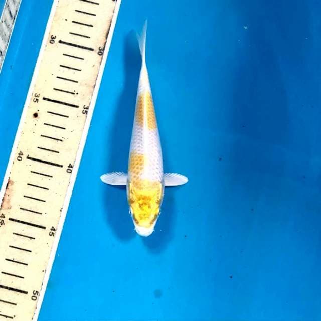 Hariwake, 18 cm