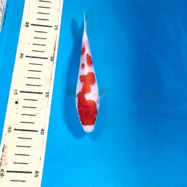 Kohaku, 16 cm