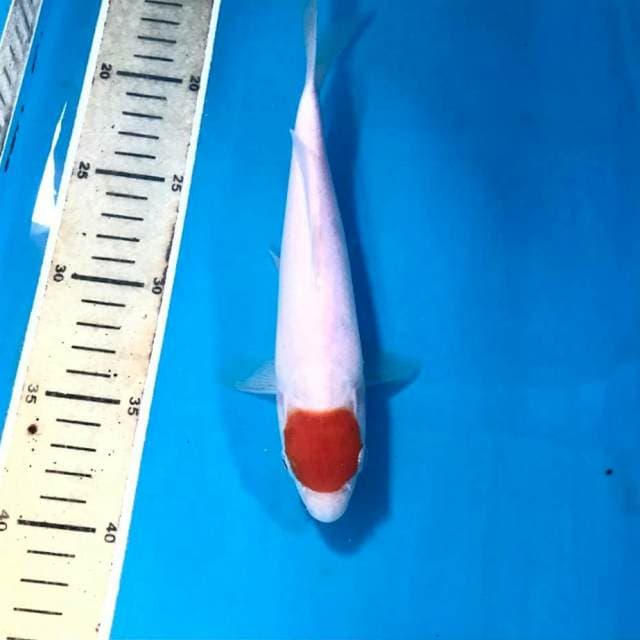 Tancho Kohaku, 23 cm