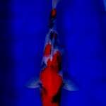 Showa Shanksoku 45cm Female