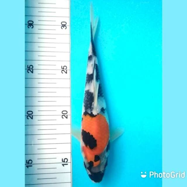 18cm