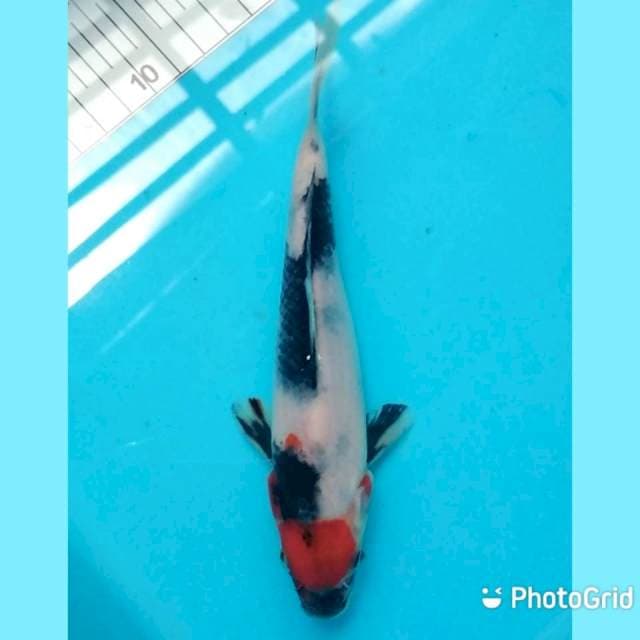 18cm