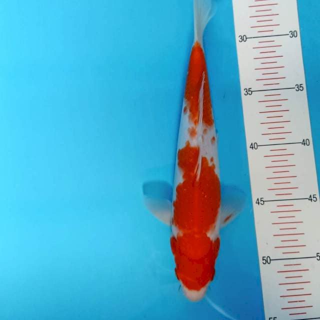 Kohaku strong cakep 26cm