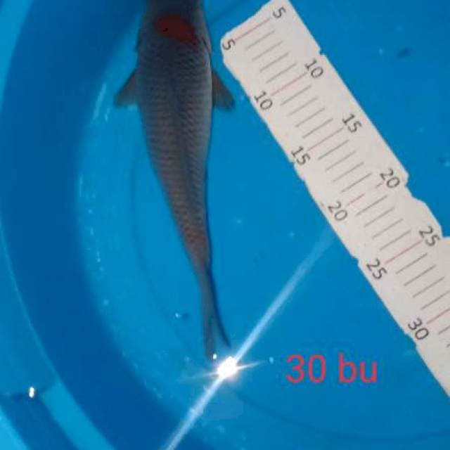 Ociba merah
