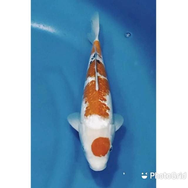 Maruthen sanke ginrin 35cm