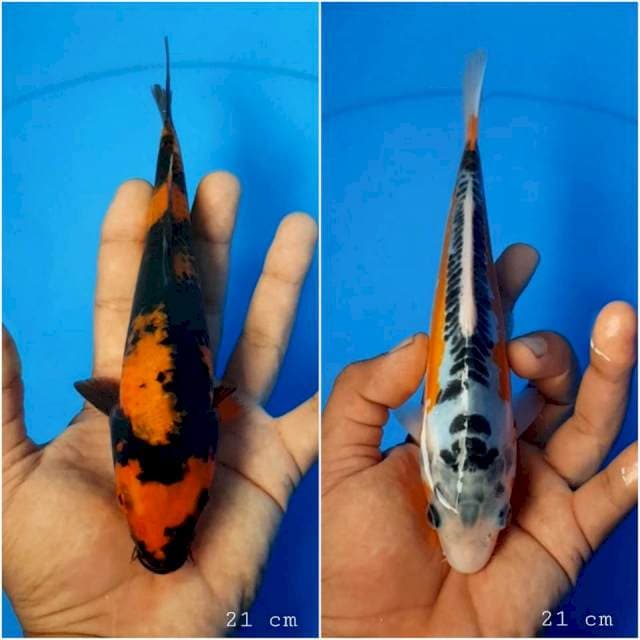 Paket hi utsuri - shusui