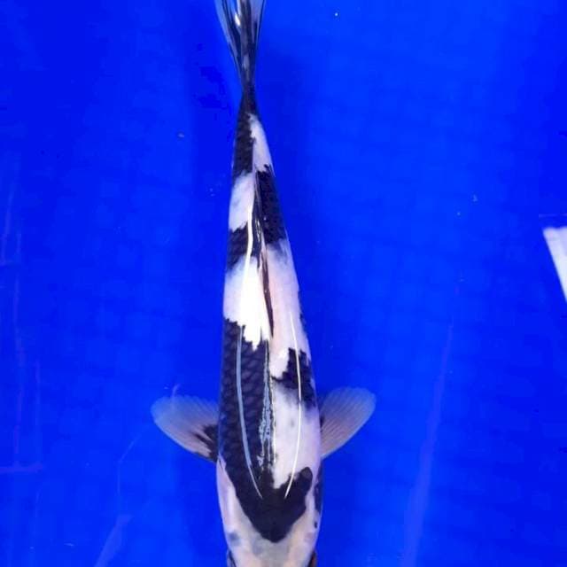 SHIRO 29 CM FEMALE