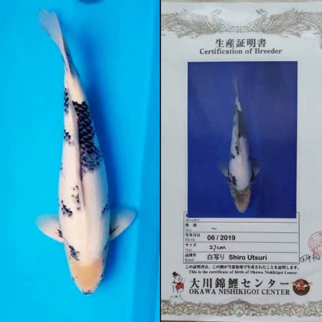 SHIRO OKAWA SERTI BREEDER BULKY