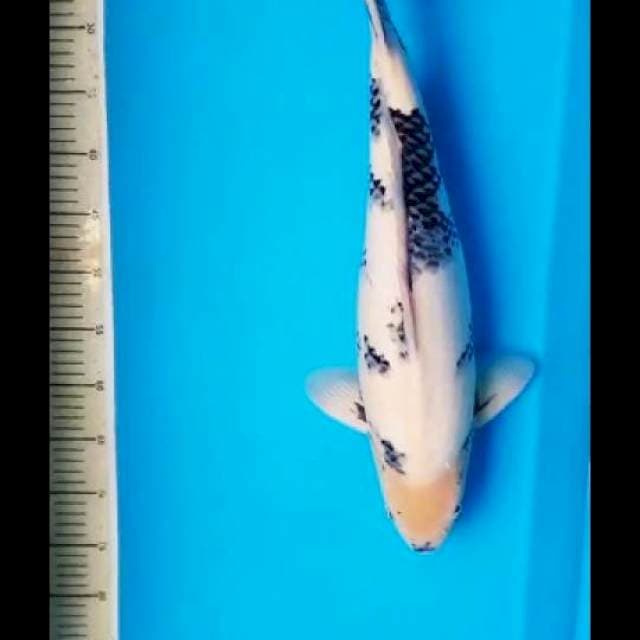 SHIRO OKAWA SERTI BREEDER BULKY