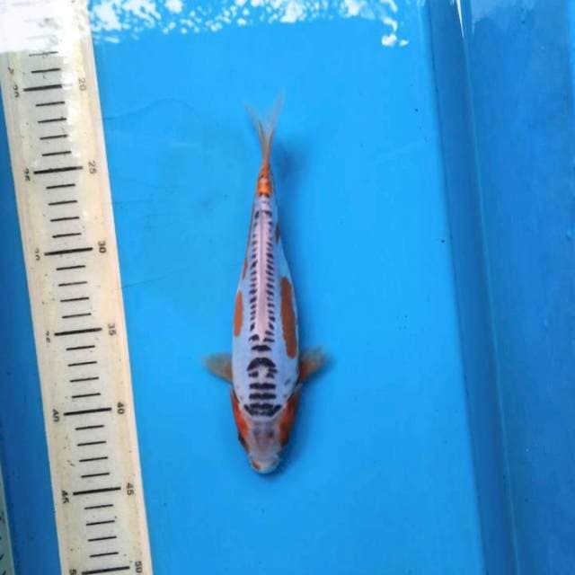 Shusui 22cm .F