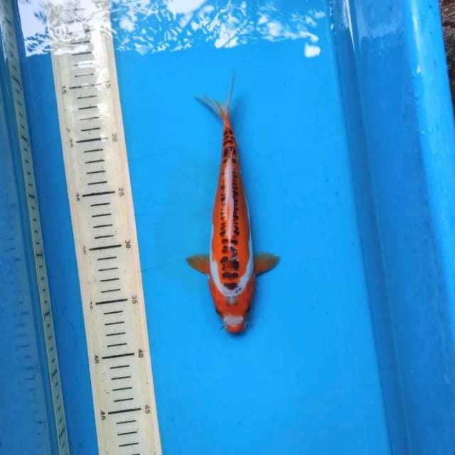 Hanna shsusui 23cm