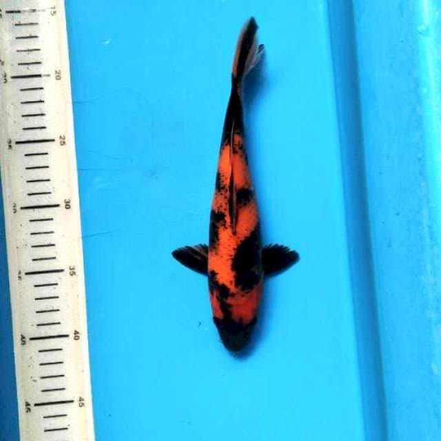 Hi utsuri 24cm