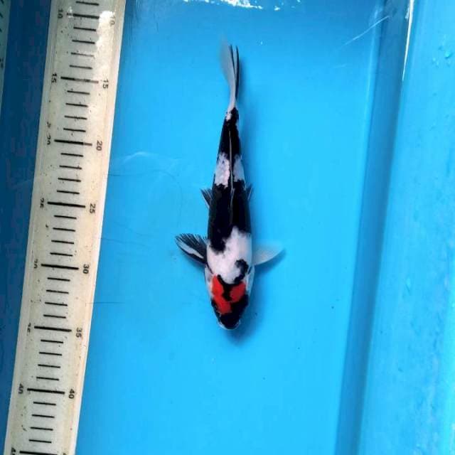 Tancho showa 22cm