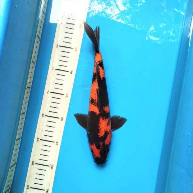 Hi utsuri 28cm